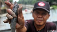 Ikan-ikan hasil tangkapan warga tersebutbiasanya mereka konsumsi sendiri.