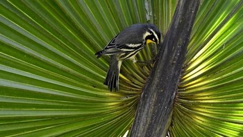 Honorable Mentions. Bonnie Masdei dari Florida. Foto: Garden for Wildlife