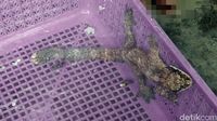 Heboh, Warga Polewali Temukan Tokek Aneh Berekor Mirip Buaya