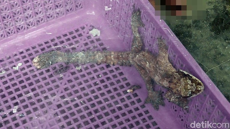 Warga Polman Sulbar Temukan Tokek Aneh Warga Polman Sulbar Temukan Tokek Aneh