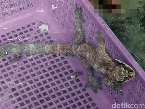 Warga Polman Sulbar Temukan Tokek Aneh