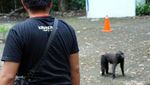 Foto: Yaki, Monyet Hitam Sulawesi yang Galak