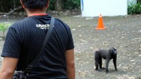 Seperti contohnya dari kelompok Rambo 1 ini. Dia sering turun hingga ke tempat parkir pengunjung, jadi sudah tidak takut lagi dengan manusia. (Wahyu/detikcom)  