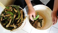 Selain pisangnya bisa dimakan atau diolah manjadi makanan lain, kini kulitnya juga dimanfaatkan jadi kerupuk.