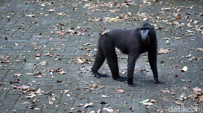 Foto: Yaki, Monyet Hitam Sulawesi yang Galak