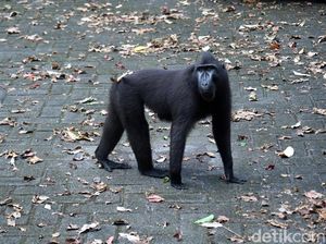 Foto: Yaki, Monyet Hitam Sulawesi yang Galak