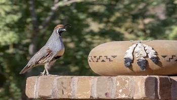 Honorable Mentions. Wendy Kaveney dari Arizona. Foto: Garden for Wildlife
