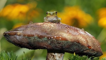 Honorable Mentions. Julia Bartosh dari Alabama. Foto: Garden for Wildlife