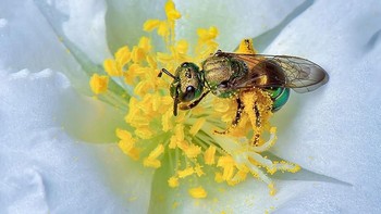 Jawara kategori Close-up Native Plants and Their Wildlife Visitors. Edward Episcopo Fredericksburg dari Virginia, AS. Foto: Garden for Wildlife