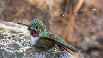 Jawara kategori Wildlife Garden Features and Landscapes. Dawn Key Elizabeth, Colorado. Foto: Garden for Wildlife