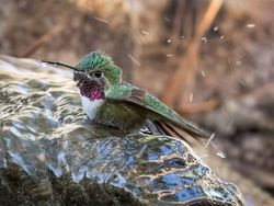 Karya Jawara Kontes Garden for Wildlife Pukau Mata