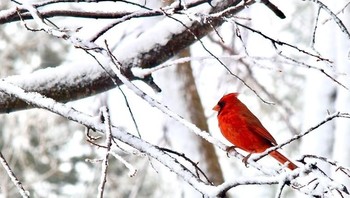 Honorable Mentions. Karya Kimberly Zismer dari Minnesota. Foto: Garden for Wildlife