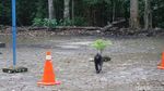 Foto: Yaki, Monyet Hitam Sulawesi yang Galak