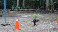 Hutan Tangkoko adalah rumah bagi spesies Yaki. Yaki tinggal berkelompok. Setiap kelompok dipimpin oleh pejantan alfa, seperti yang kita lihat ini. (Wahyu/detikcom)  