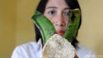 Wow! Kulit Pisang Disulap Jadi Kerupuk yang Lezat