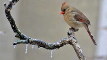 Honorable Mentions. Karya Ginny Phillips dari Kansas. Foto: Garden for Wildlife