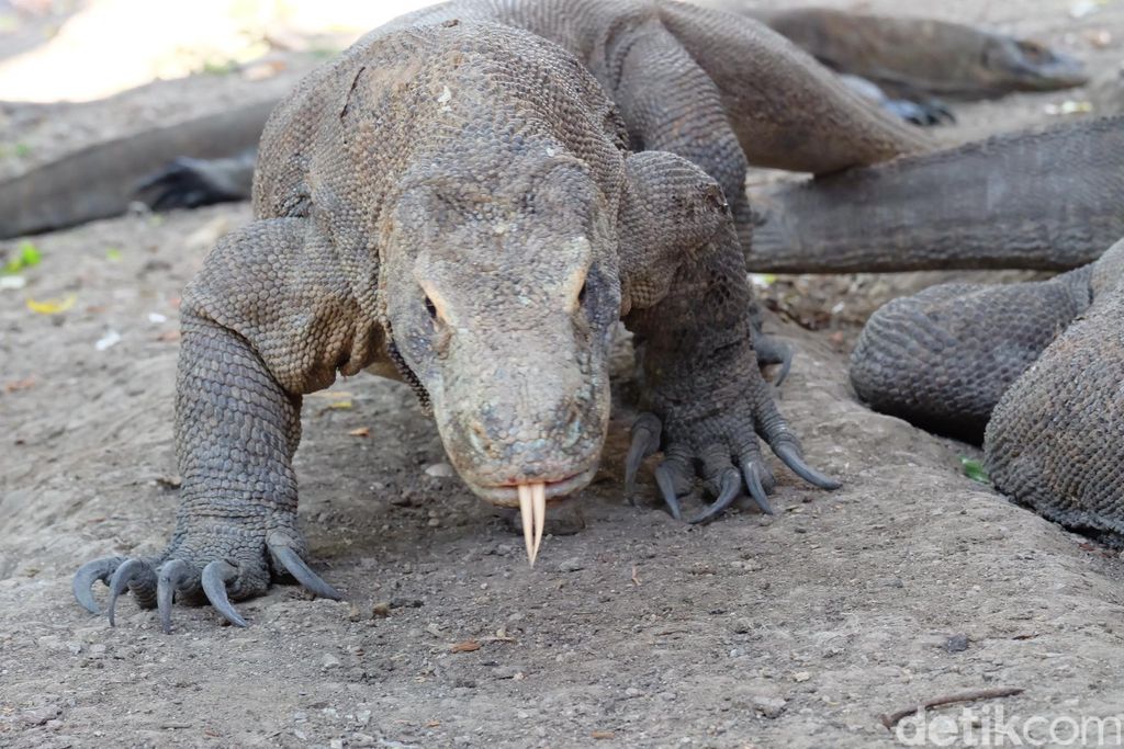 Komodo di Pulau Rinca. (Moch Prima Fauzi/detikcom)