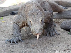 Bertemu Suku Komodo, Saudara Kandung Kadal Purba Legendaris