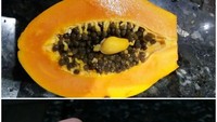 Kupas pepaya, netizen ini temukan anak pepaya kecil berwarna kuning cerah. Bentuknya yang imut, semakin menarik ketika dibelah menjadi dua, lengkap dengan biji hitam di tengah. Foto: Boredpanda