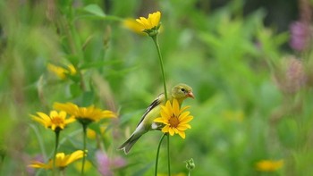 Jawara kategori Youth, Nathan Rees, 13 Tahun, dari Monroe, Connecticut, AS. Foto: Garden for Wildlife