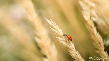 Honorable Mentions. Travis Dieringer dari Colorado. Foto: Garden for Wildlife