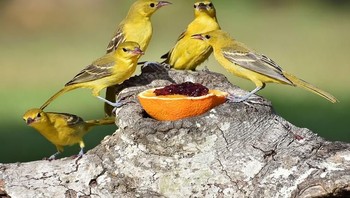 Honorable Mentions. Karya Pam Gracia dari Lousiana. Foto: Garden for Wildlife