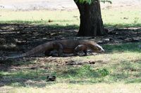 Wacana Masuk Pulau Komodo Rp 14 Juta, Bagaimana Nasib Backpacker?