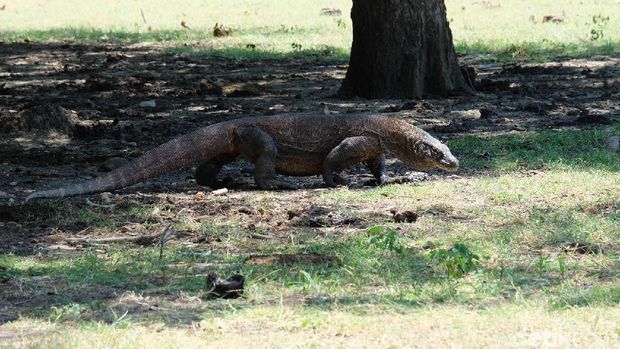 Menyambangi Pulau Rinca, Awas Nabrak Komodo!