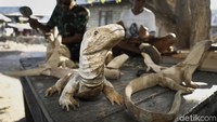 Ishaka Mansur merupakan mantan pegawai Kawasan Taman Nasional komodo. Kini, ia menekuni pembuatan patung Komodo.