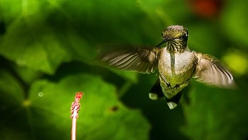 Honorable Mentions. Karya Monica McCool dari Mississippi. Foto: Garden for Wildlife