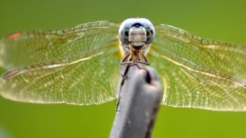 Honorable Mentions. Karya Diane Giddens dari Georgia. Foto: Garden for Wildlife