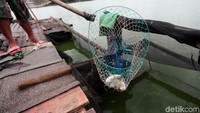 Warga menunjukkan hasil tangkapannya di Setu Rawa Besar, Depok.