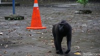 Ada beberapa pengunjung yang pernah dicakar Yaki. Untuk amannya, sebaiknya ada jarak ketika bertemu Yaki dan jangan membuat gerakan tiba-tiba. Itu bisa membuat mereka stress dan menganggap kamu sebagai ancaman. (Wahyu/detikcom) 