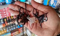 Hasil karya Agus yang siap jual ke wisatawan.