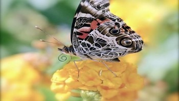 Honorable Mentions. Terry Harvey dari California. Foto: Garden for Wildlife