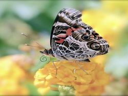 Karya Jawara Kontes Garden for Wildlife Pukau Mata