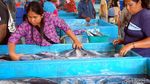 Foto: Ikan Tuna Terbaik Indonesia Ada di Pasar Ini