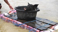 Seorang warga mengevakuasi hewan ternak miliknya akibat banjir bandang Sentani di Sentani, Jaya Pura, Papua, Selasa (19/3/2019).