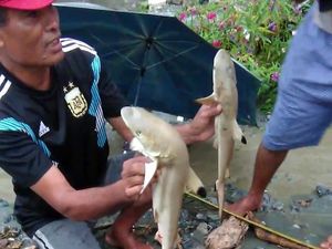 Peneliti LIPI Duga Hiu di Dataran Tinggi Sentani Jenis Blacktip Reef Shark