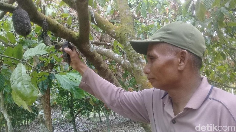 2 Hektare Tanaman Kakao di Jambi Diserang Ulat, 1.500 Batang Pohon Busuk 2 Hektare Tanaman Kakao di Jambi Diserang Ulat, 1.500 Batang Pohon Busuk
