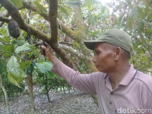 2 Hektare Tanaman Kakao di Jambi Diserang Ulat, 1.500 Batang Pohon Busuk