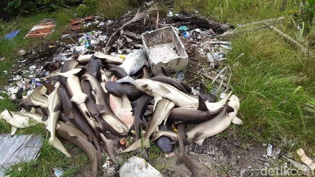 Hiu Mati Massal di Karimun Jawa, WWF Sarankan Ikan Hiu Tak di Penangkaran