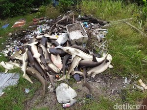 Seratusan Hiu di Penangkaran Ikan Karimunjawa Mati Mendadak