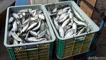 Foto: Ikan Tuna Terbaik Indonesia Ada di Pasar Ini