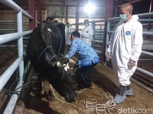Terjangkit Brucellosis, Sapi Asal Bandung Barat Dibakar di Cilegon