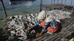 Melihat Produksi Ikan Asin di Pulau Messah