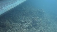 Terumbu karang rusak karena ditabrak 2 kapal. Butuh biaya yang cukup besar untuk memulihkan ke keadaan semula.