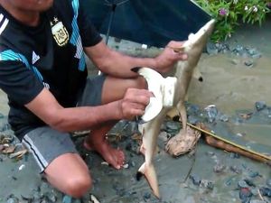 Sentani Tak Terhubung ke Laut, Mengapa Ikan Hiu Bisa Nyasar Saat Banjir?
