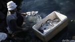 Melihat Produksi Ikan Asin di Pulau Messah