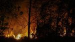 Api Membara di Hutan Pekanbaru